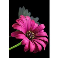 Diamantová mozaika: Sada na maľovanie diamantmi Gerbera 10x15 cm - d/i/Diamantova-mozaika-Sada-na-malovanie-diamantmi-Gerbera-10x15-cm-1.jpg