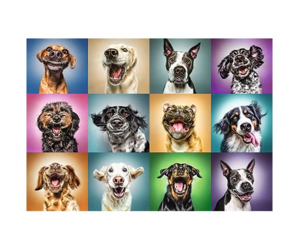 Vtipné portré psa 1000 ks Puzzle - Trefl