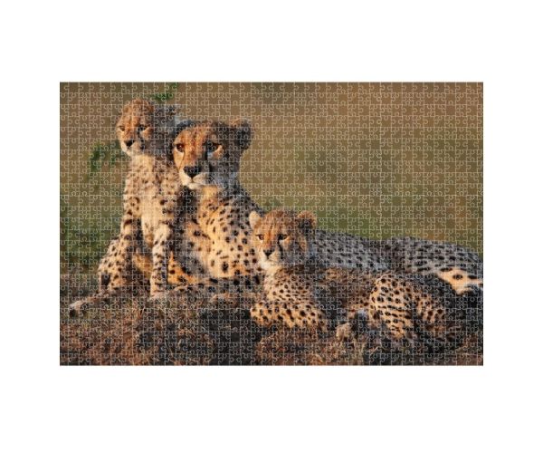 Animal Planet: Gepárd család 1000db-os puzzle