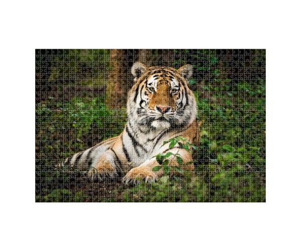 Animal Planet: Tigris 1000db-os puzzle
