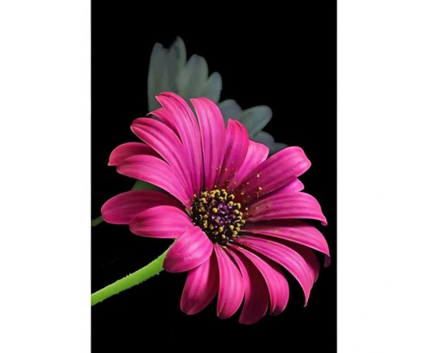 Gyémántszemes kirakó: Gerbera gyémántfestő szett 10x15cm