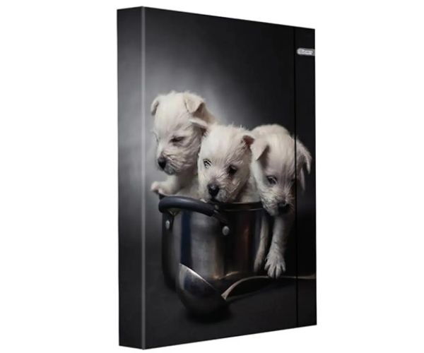 Spirit: Šteniatka box na zošity A/4 s gumičkou
