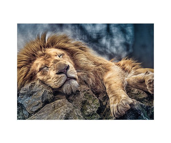 Alvó oroszlán 1000db-os prémium puzzle - Trefl